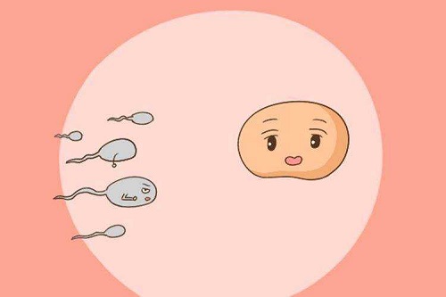 美国试管专家：女性促排期间要遵循六大饮食规律