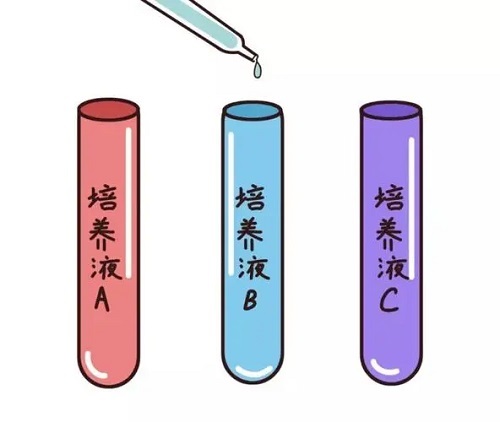节食减肥会影响美国试管促排后卵子质量吗？