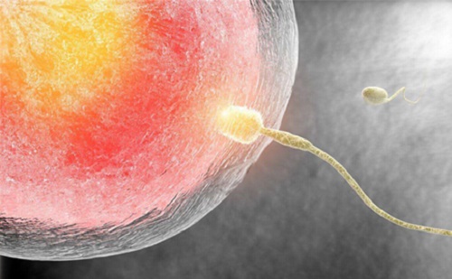 试管婴儿中男性不孕症状会遗传给下一代吗？