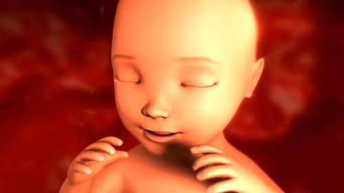 试管婴儿周期为什么选择囊胚移植？