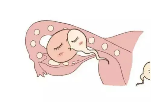 试管婴儿周期时间流程安排