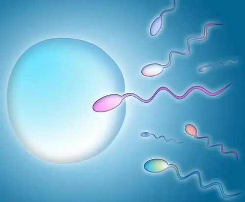 精子碎片高，去美国做试管还能养囊成功吗？